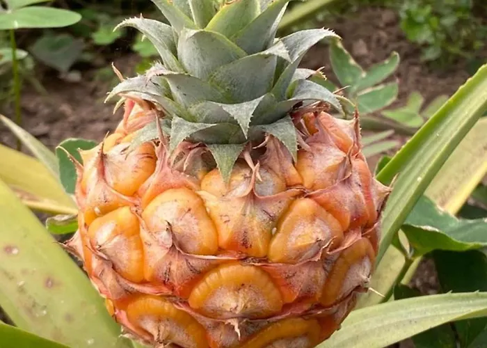 Vakantiehuis Azor International House *