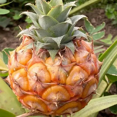 Casa de Férias Azor International House *